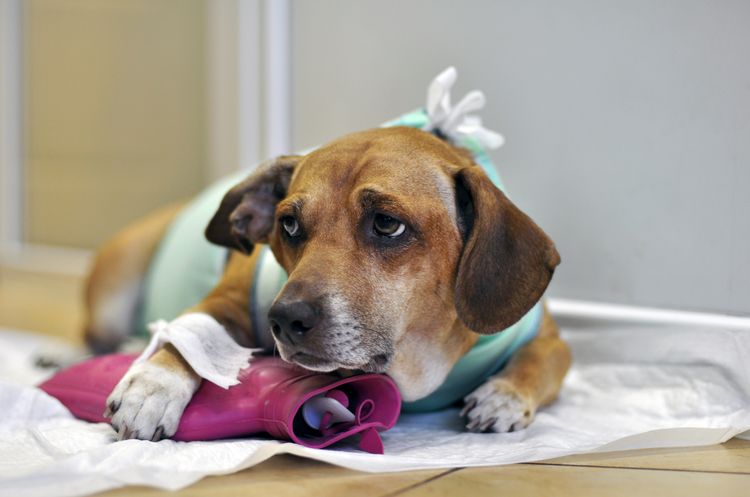 Питомниковый кашель у собак: симптомы и лечение
