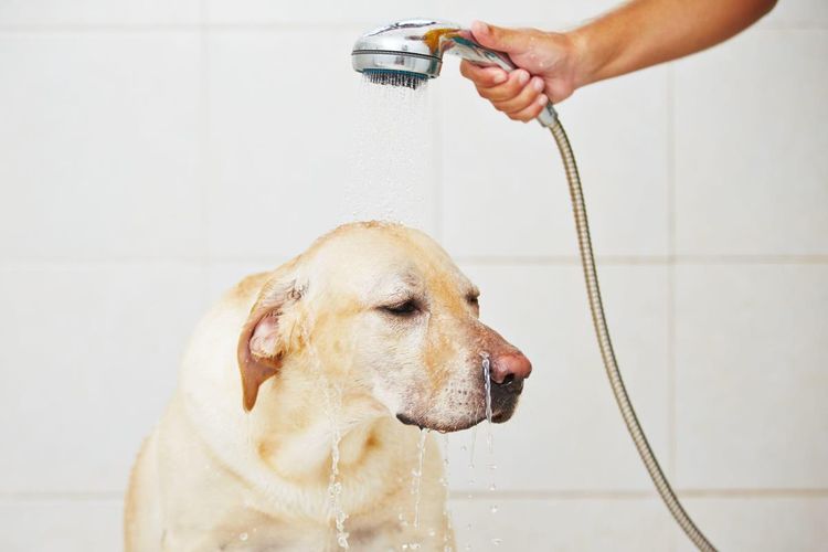 Питомниковый кашель у собак: симптомы и лечение