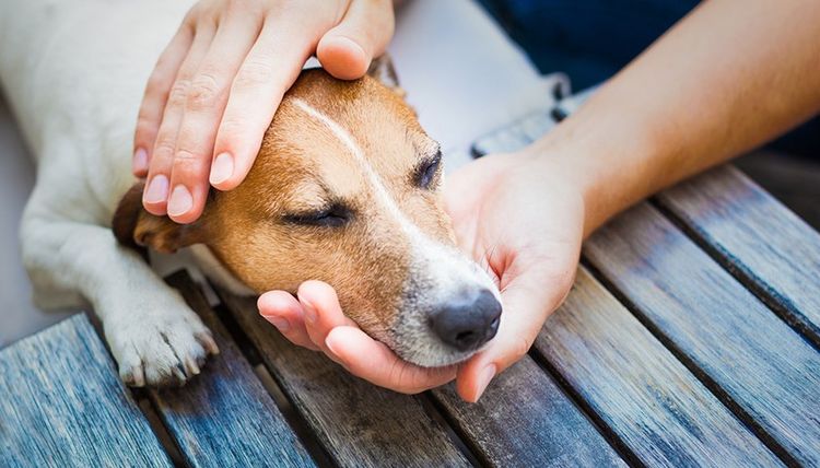 Пневмония у собак: симптомы и лечение