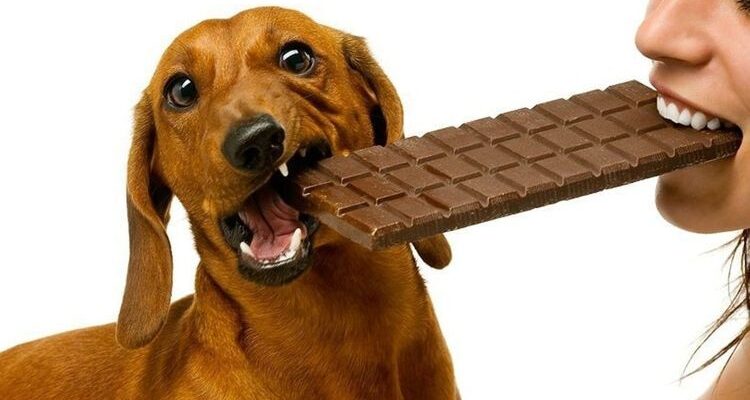 Почему собакам нельзя шоколад