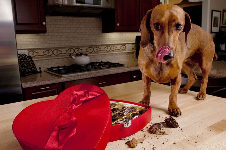 Почему собакам нельзя есть шоколад