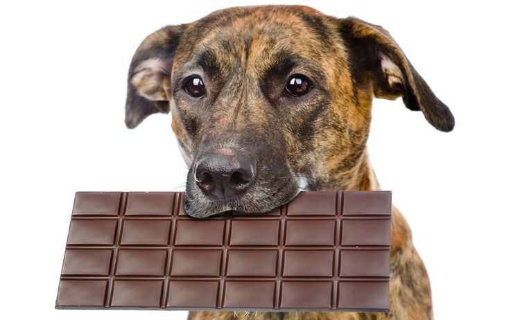 Почему собакам нельзя есть конфеты