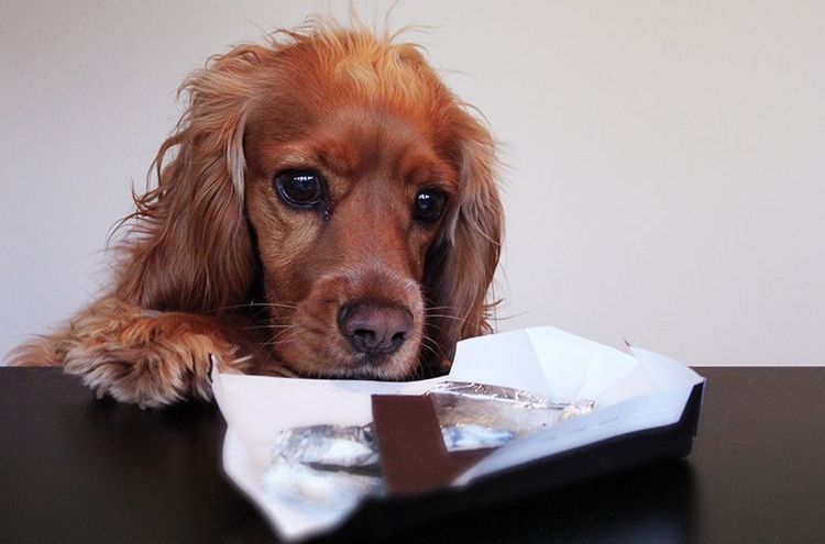 Почему собакам нельзя есть конфеты