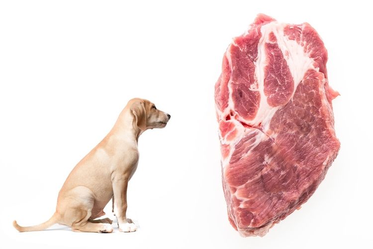Почему собакам нельзя есть свинину