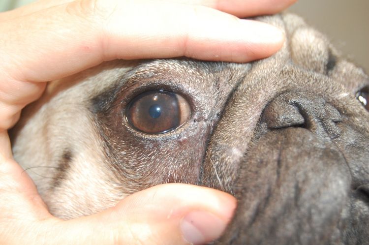 Почему у собаки могут быть красные глаза