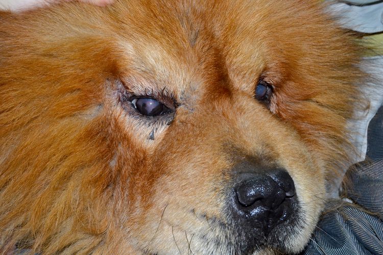 Почему у собаки могут быть красные глаза