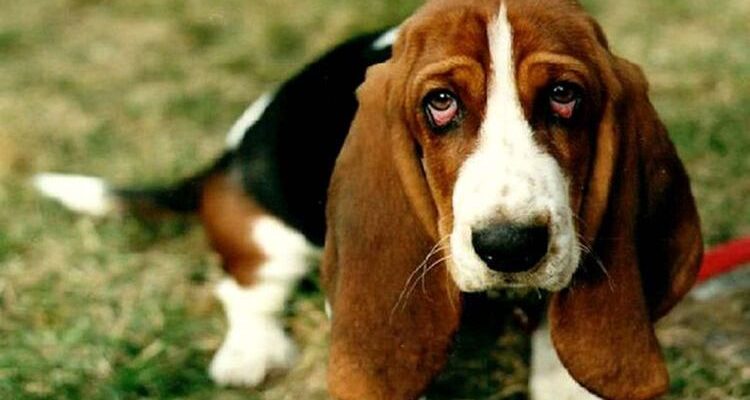 Почему у собаки могут быть красные белки глаз