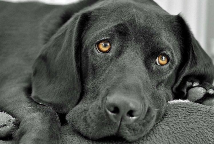 Почему у собак слезятся глаза