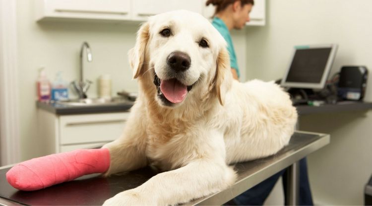 Пододерматит на лапах у собак: симптомы и лечение