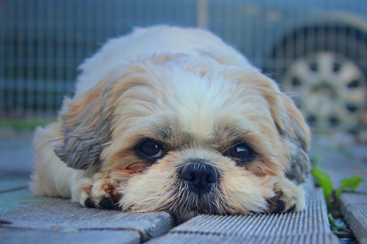 Травма роговицы у собак: лечение