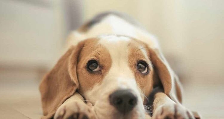 Повреждение роговицы глаза у собак: лечение