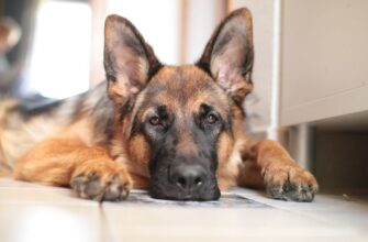 Простуда у собаки: симптомы и лечение