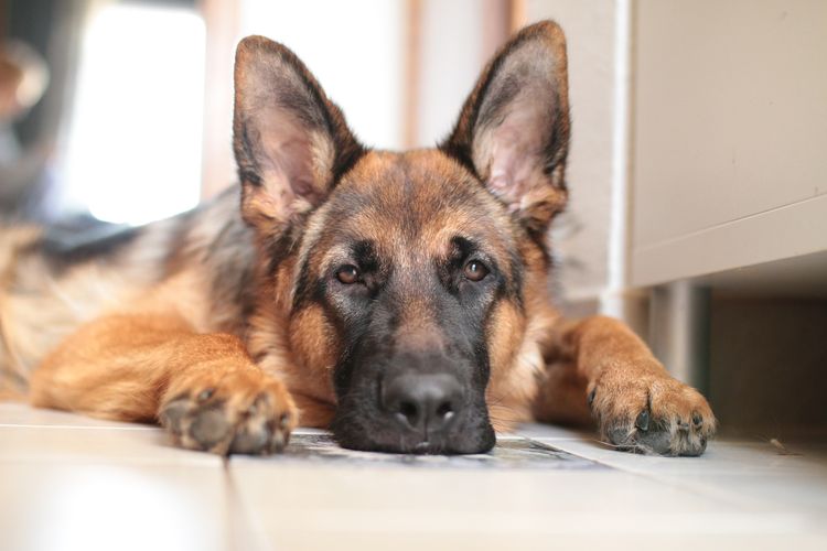 Простуда у собак: симптомы и лечение