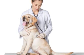 Сахарный диабет у собак: симптомы и лечение