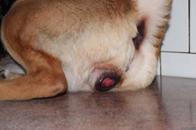 Саркома у собаки: симптомы и лечение
