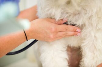 Сердечная недостаточность у собак: симптомы и лечение