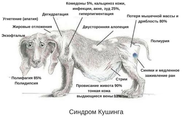 Синдром Кушинга у собак