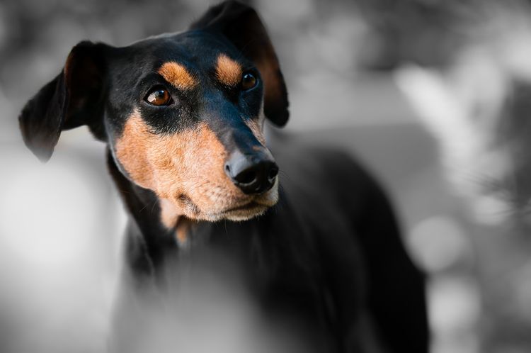 Синдром сухого глаза у собак: причины и лечение