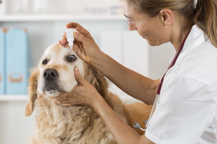 Синдром сухого глаза у собак: причины и лечение