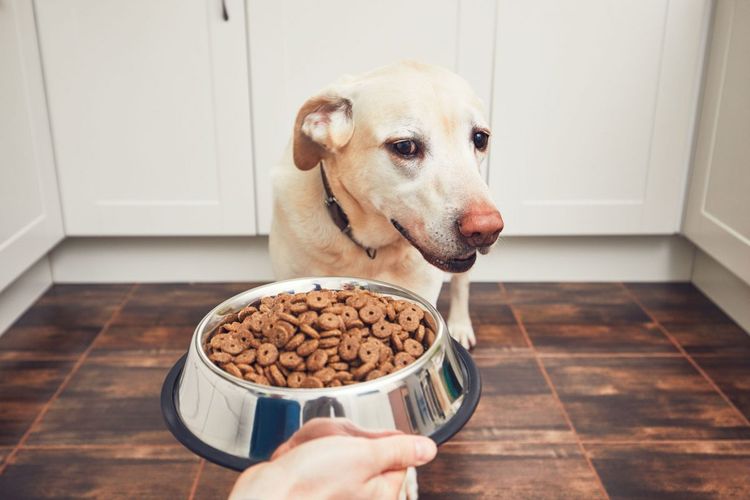 Сколько дней собака может прожить без еды