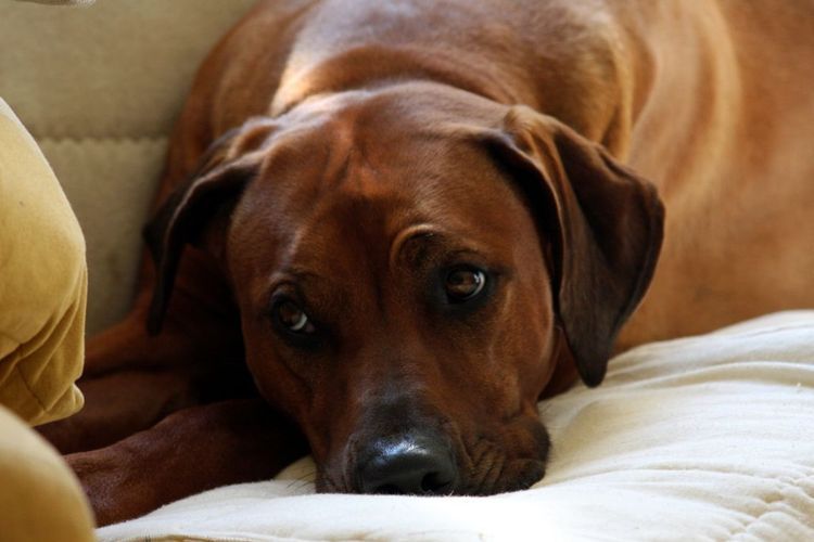 Собака волочит заднюю ногу: причины и лечение