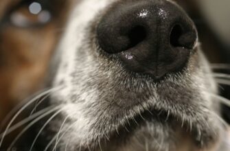 Сопли у собаки: причины и лечение насморка