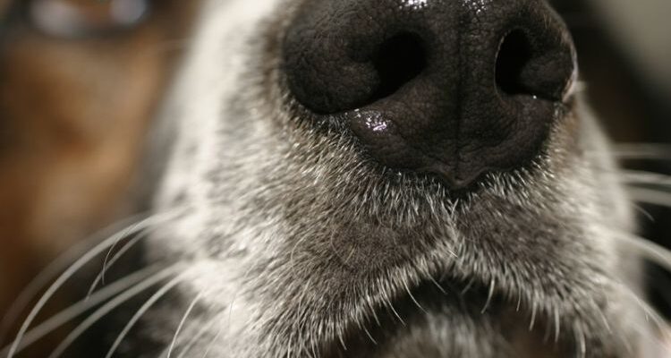 Сопли у собаки: причины и лечение насморка