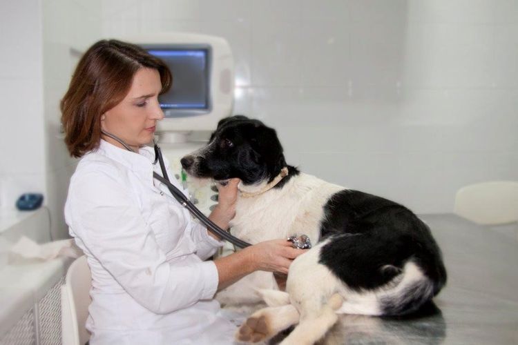 Спондилез у собаки: симптомы и лечение
