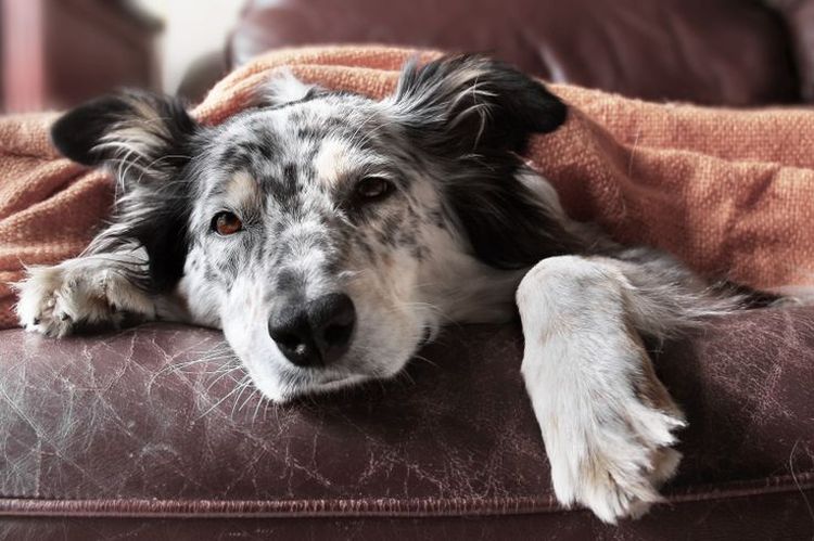 Золотистый стафилококк у собак: симптомы и лечение