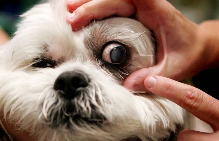 Золотистый стафилококк у собак: симптомы и лечение