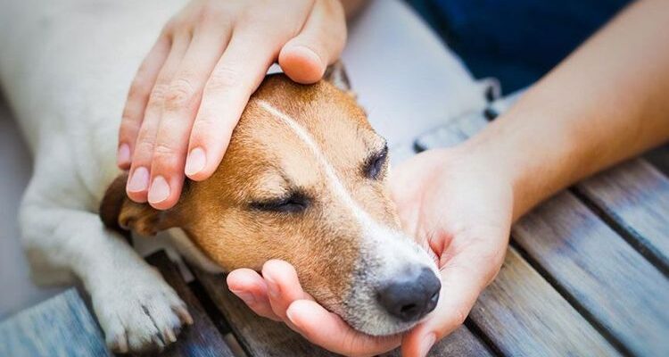 Стафилококк у собак: симптомы и лечение