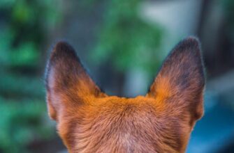 У собаки кровоточат кончики ушей: причина и лечение