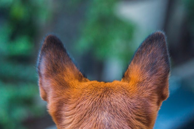 Кровотечение из кончиков ушей у собак: причина и лечение