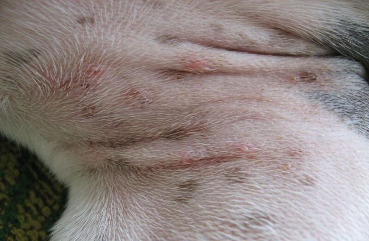 У собаки шарик под кожей: причины и лечение