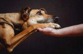 У собаки после укола болит лапа: почему и что делать