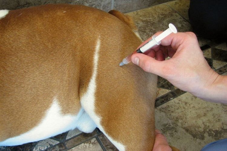 У собаки болит лапа после укола: почему и что делать