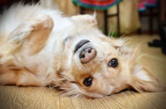 Вестибулярный синдром у собак: симптомы и лечение