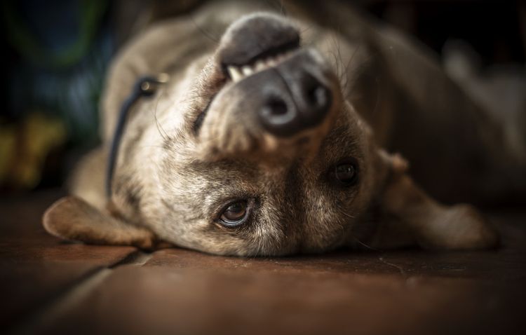 Вестибулярный синдром у собак: симптомы и лечение