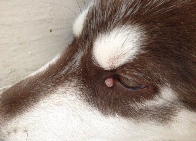 Вирусный папилломатоз у собак: симптомы и лечение