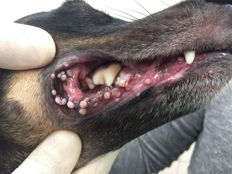 Вирусный папилломатоз у собак: симптомы и лечение