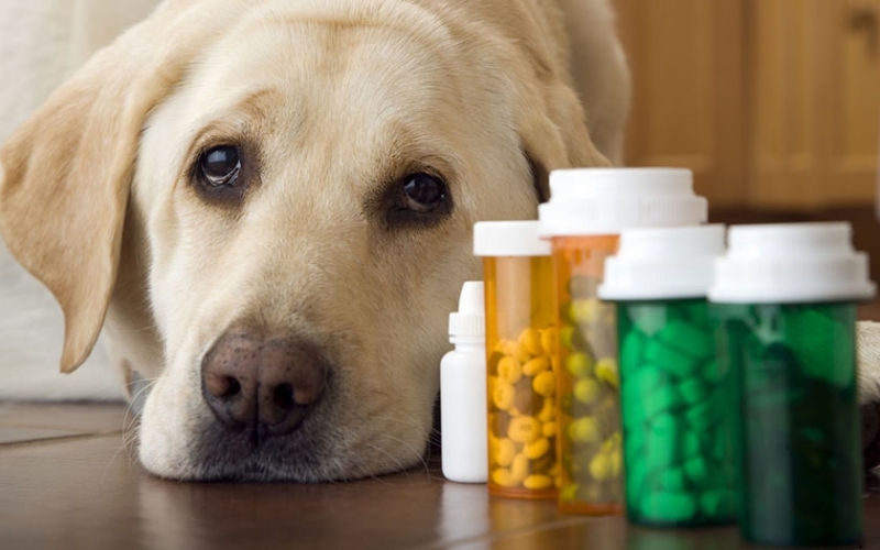 Витамины для собак для суставов