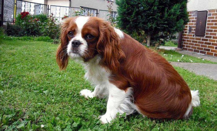Власоед у собак: признаки и лечение