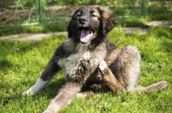 Власоеды у собак: признаки и лечение