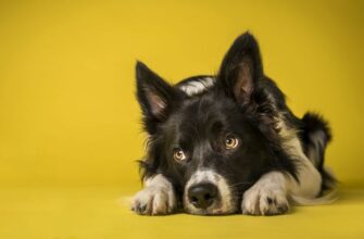 Воспаление легких у собак: симптомы и лечение