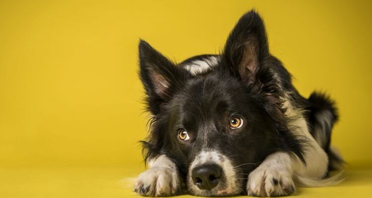 Воспаление легких у собак: симптомы и лечение