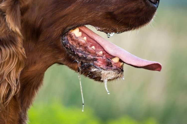 Воспаление слюнных желез у собаки: симптомы и лечение