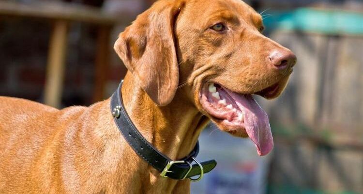 Воспаление слюнных желез у собаки: симптомы и лечение