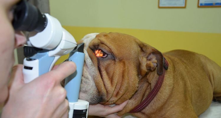 Воспаление третьего века у собак: симптомы и лечение