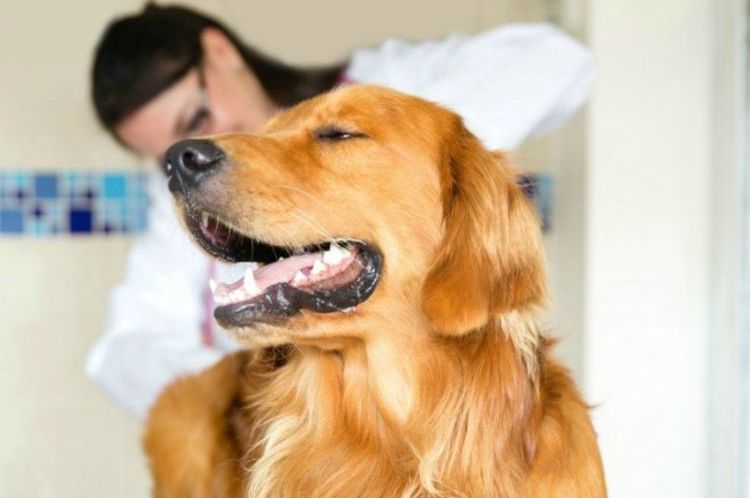 Опухшие гланды у собак: симптомы и лечение