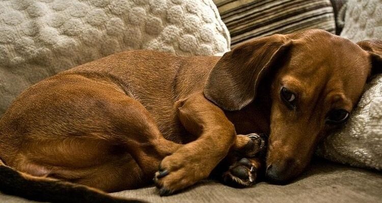 Воспаление желез у собак: симптомы и лечение